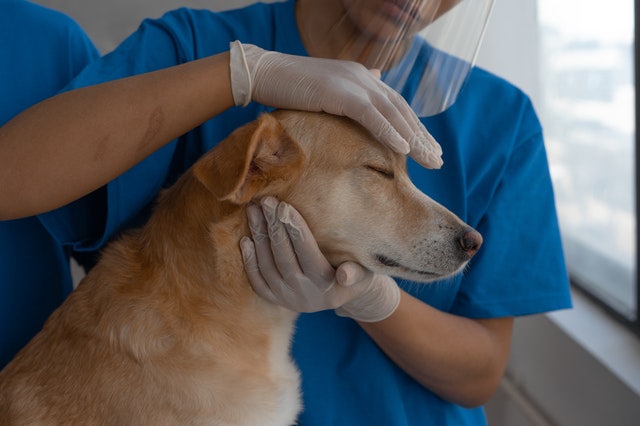 Bachelor of Veterinary [BVSc] (Veterinary Pathology)